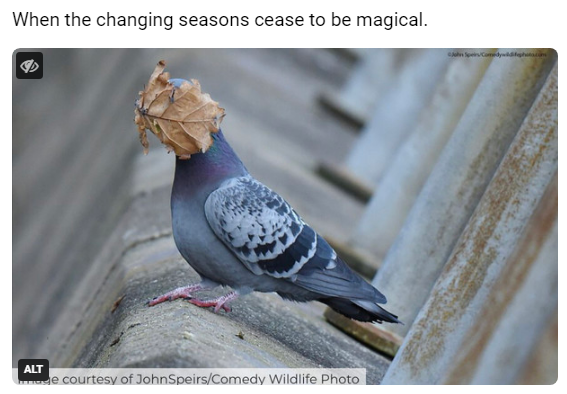 When the changing seasons cease to be magical.  A pidgin is hit smack in the face with a large autumn leaf.