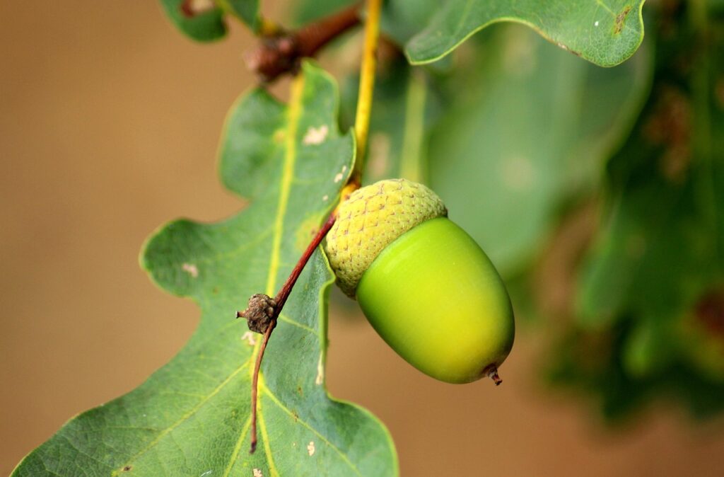 an acorn