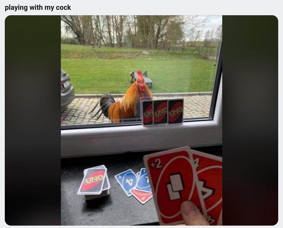 Hand at window holding Uno cards. There are three Uno cards pressed against the glass. A cockerel is on the other side of the glass looking at the cards.