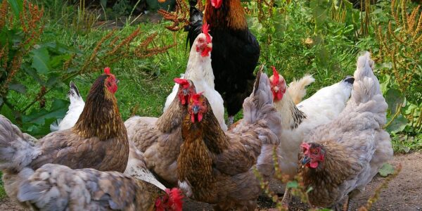 chickens